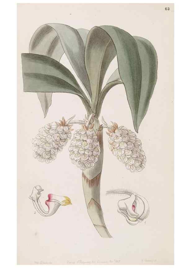 Reproducción/Reproduction 49817776772: Edwards's botanical register.. London :James Ridgway,1829-1847.. 