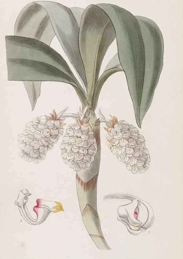 Reproducción/Reproduction 49817776772: Edwards's botanical register.. London :James Ridgway,1829-1847.. 