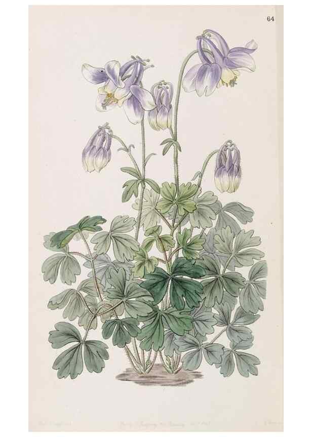 Reproducción/Reproduction 49817777017: Edwards's botanical register.. London :James Ridgway,1829-1847.. 