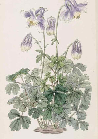 Reproducción/Reproduction 49817777017: Edwards's botanical register.. London :James Ridgway,1829-1847.. 