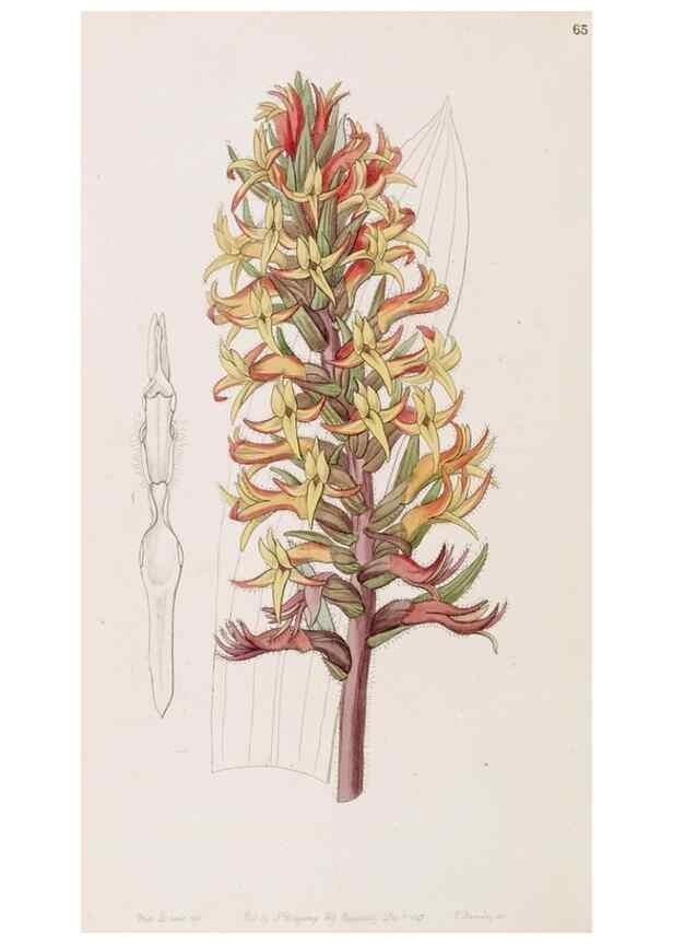 Reproducción/Reproduction 49817777362: Edwards's botanical register.. London :James Ridgway,1829-1847.. 