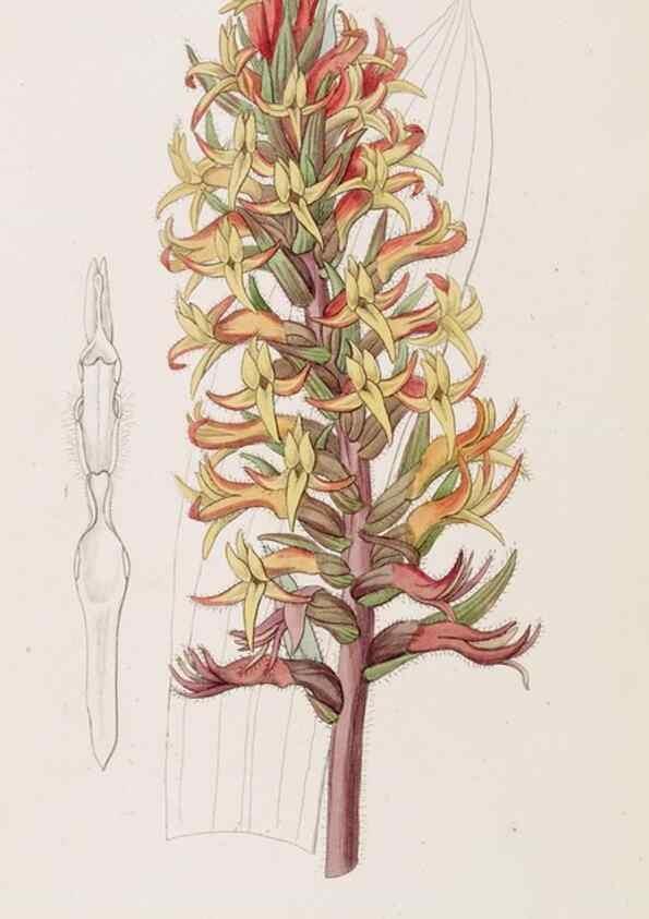 Reproducción/Reproduction 49817777362: Edwards's botanical register.. London :James Ridgway,1829-1847.. 
