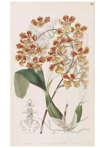 Reproducción/Reproduction 49816936183: Edwards's botanical register.. London :James Ridgway,1829-1847.. 