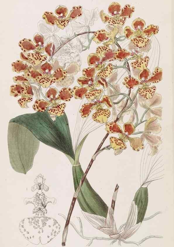Reproducción/Reproduction 49816936183: Edwards's botanical register.. London :James Ridgway,1829-1847.. 