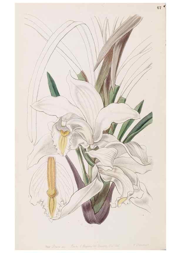 Reproducción/Reproduction 49817471411: Edwards's botanical register.. London :James Ridgway,1829-1847.. 