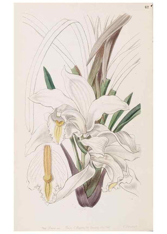Reproducción/Reproduction 49817471411: Edwards's botanical register.. London :James Ridgway,1829-1847.. 