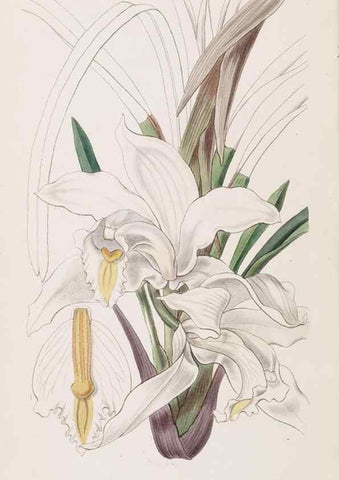 Reproducción/Reproduction 49817471411: Edwards's botanical register.. London :James Ridgway,1829-1847.. 