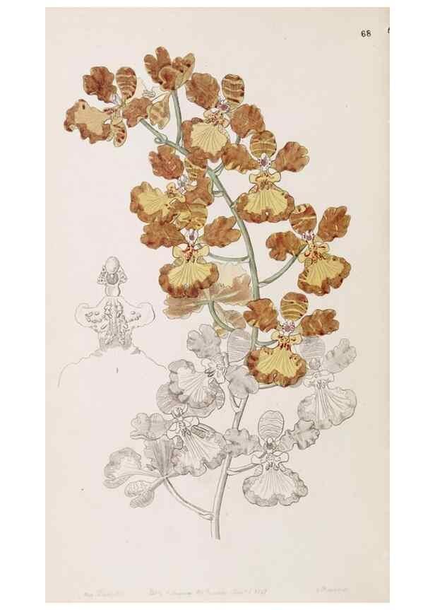 Reproducción/Reproduction 49817471681: Edwards's botanical register.. London :James Ridgway,1829-1847.. 