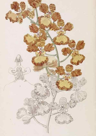 Reproducción/Reproduction 49817471681: Edwards's botanical register.. London :James Ridgway,1829-1847.. 