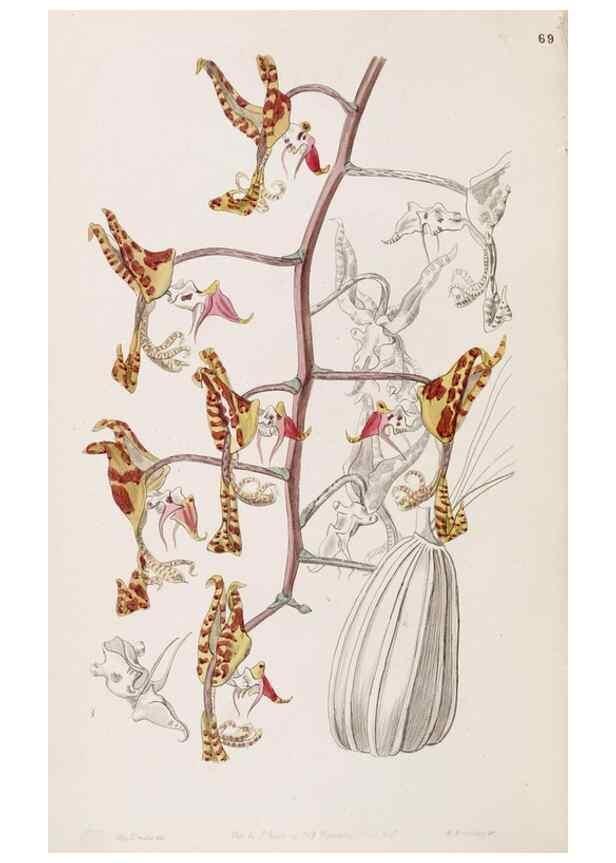 Reproducción/Reproduction 49817778677: Edwards's botanical register.. London :James Ridgway,1829-1847.. 
