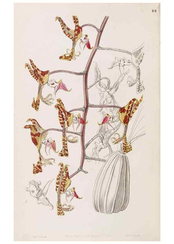 Reproducción/Reproduction 49817778677: Edwards's botanical register.. London :James Ridgway,1829-1847.. 