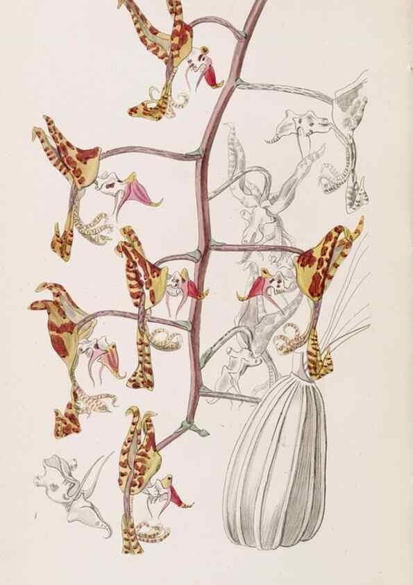 Reproducción/Reproduction 49817778677: Edwards's botanical register.. London :James Ridgway,1829-1847.. 