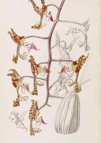 Reproducción/Reproduction 49817778677: Edwards's botanical register.. London :James Ridgway,1829-1847.. 