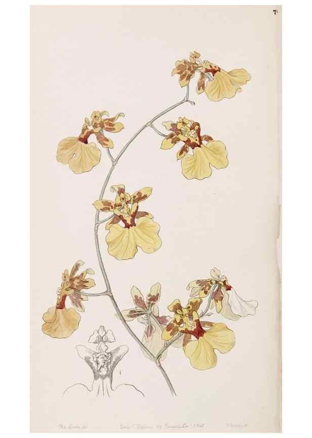 Reproducción/Reproduction 49817778937: Edwards's botanical register.. London :James Ridgway,1829-1847.. 