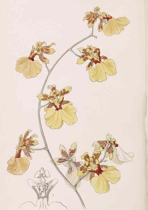 Reproducción/Reproduction 49817778937: Edwards's botanical register.. London :James Ridgway,1829-1847.. 