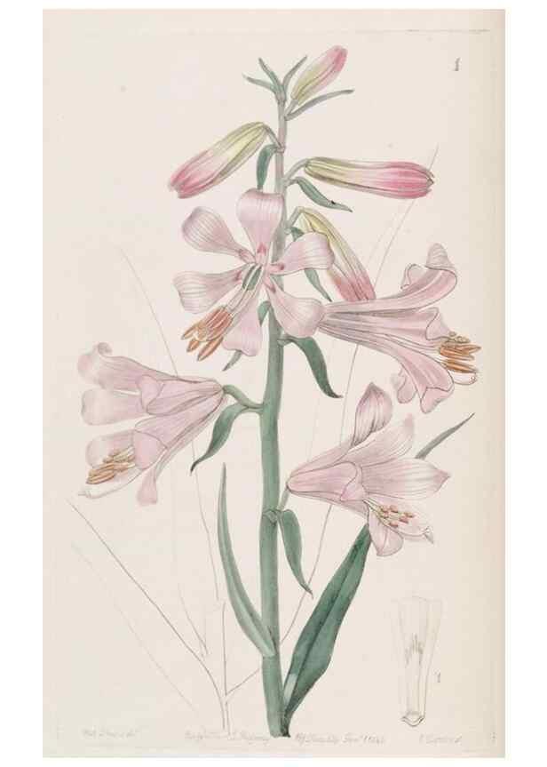 Reproducción/Reproduction 49817102443: Edwards's botanical register.. London :James Ridgway,1829-1847.. 