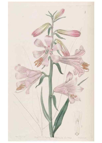 Reproducción/Reproduction 49817102443: Edwards's botanical register.. London :James Ridgway,1829-1847.. 