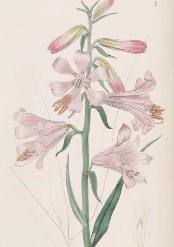 Reproducción/Reproduction 49817102443: Edwards's botanical register.. London :James Ridgway,1829-1847.. 