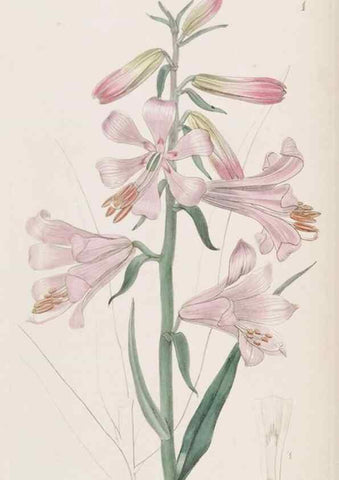 Reproducción/Reproduction 49817102443: Edwards's botanical register.. London :James Ridgway,1829-1847.. 