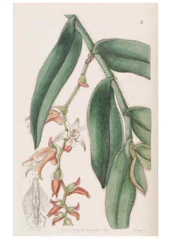 Reproducción/Reproduction 49817102753: Edwards's botanical register.. London :James Ridgway,1829-1847.. 