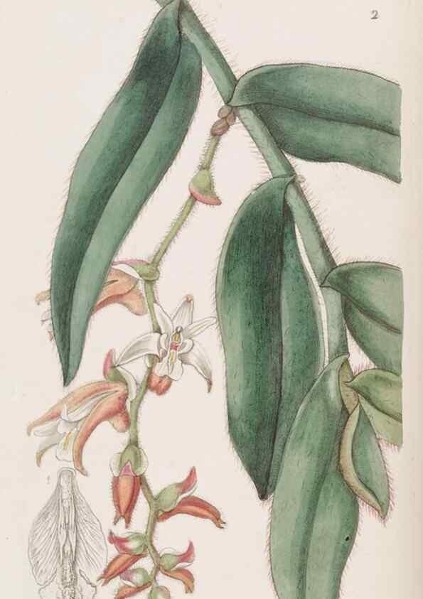 Reproducción/Reproduction 49817102753: Edwards's botanical register.. London :James Ridgway,1829-1847.. 