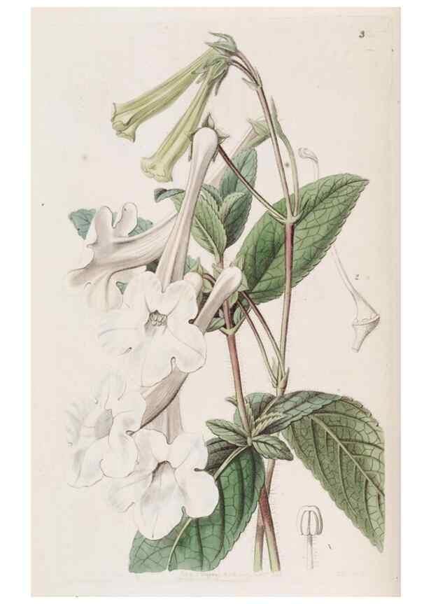 Reproducción/Reproduction 49817946042: Edwards's botanical register.. London :James Ridgway,1829-1847.. 