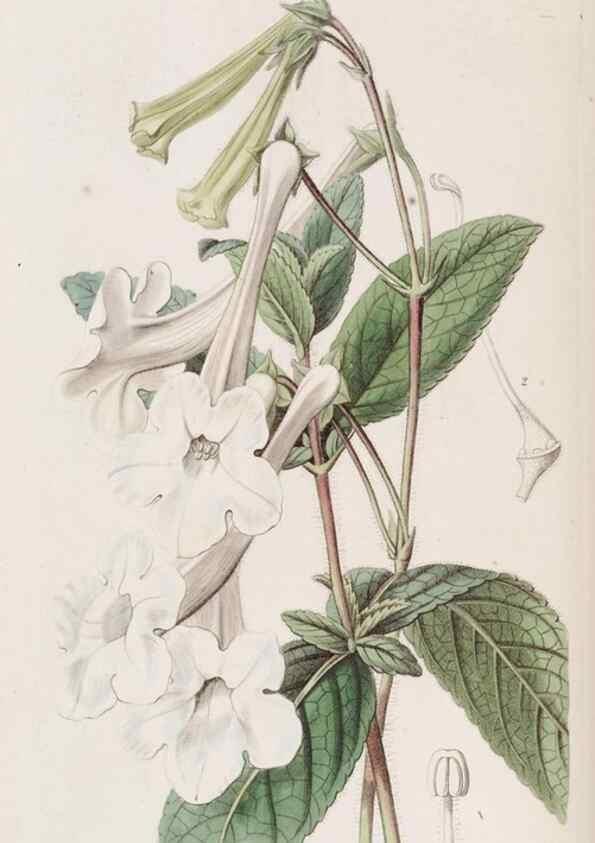 Reproducción/Reproduction 49817946042: Edwards's botanical register.. London :James Ridgway,1829-1847.. 