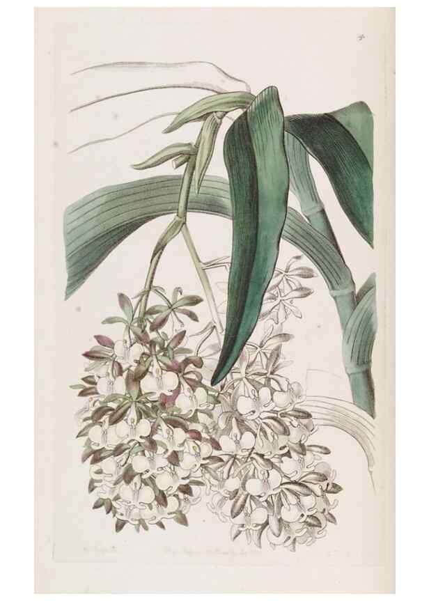 Reproducción/Reproduction 49817640166: Edwards's botanical register.. London :James Ridgway,1829-1847.. 