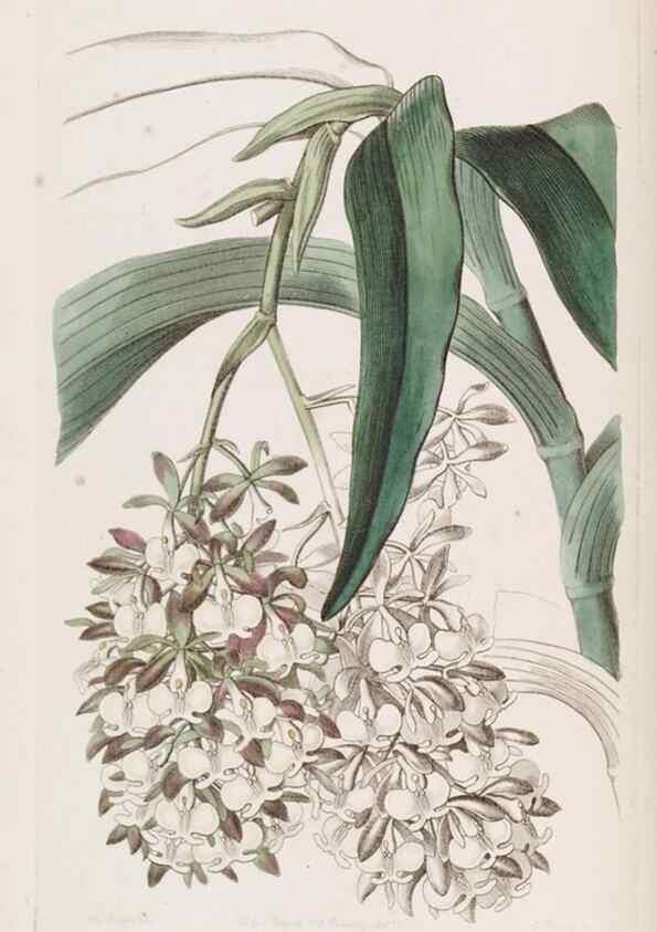 Reproducción/Reproduction 49817640166: Edwards's botanical register.. London :James Ridgway,1829-1847.. 