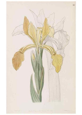 Reproducción/Reproduction 49817468761: Edwards's botanical register.. London :James Ridgway,1829-1847.. 