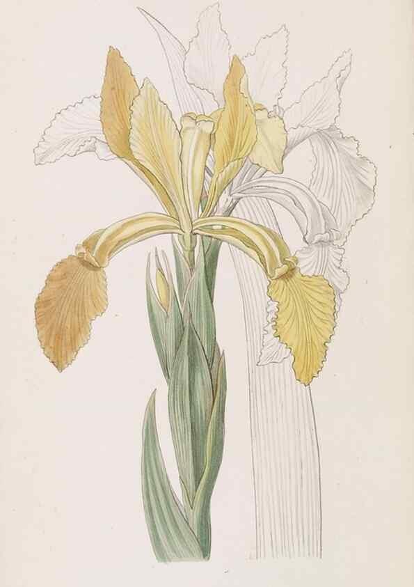 Reproducción/Reproduction 49817468761: Edwards's botanical register.. London :James Ridgway,1829-1847.. 