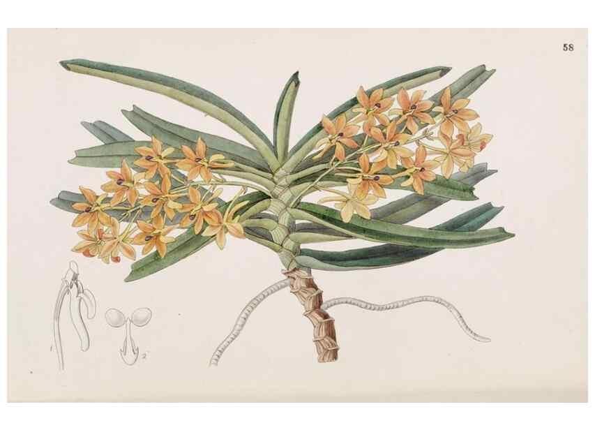 Reproducción/Reproduction 49816933718: Edwards's botanical register.. London :James Ridgway,1829-1847.. 