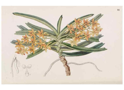 Reproducción/Reproduction 49816933718: Edwards's botanical register.. London :James Ridgway,1829-1847.. 