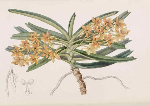 Reproducción/Reproduction 49816933718: Edwards's botanical register.. London :James Ridgway,1829-1847.. 