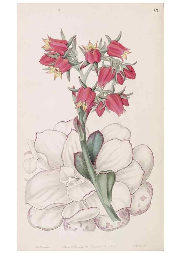 Reproducción/Reproduction 49817774932: Edwards's botanical register.. London :James Ridgway,1829-1847.. 