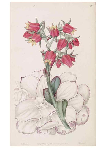 Reproducción/Reproduction 49817774932: Edwards's botanical register.. London :James Ridgway,1829-1847.. 
