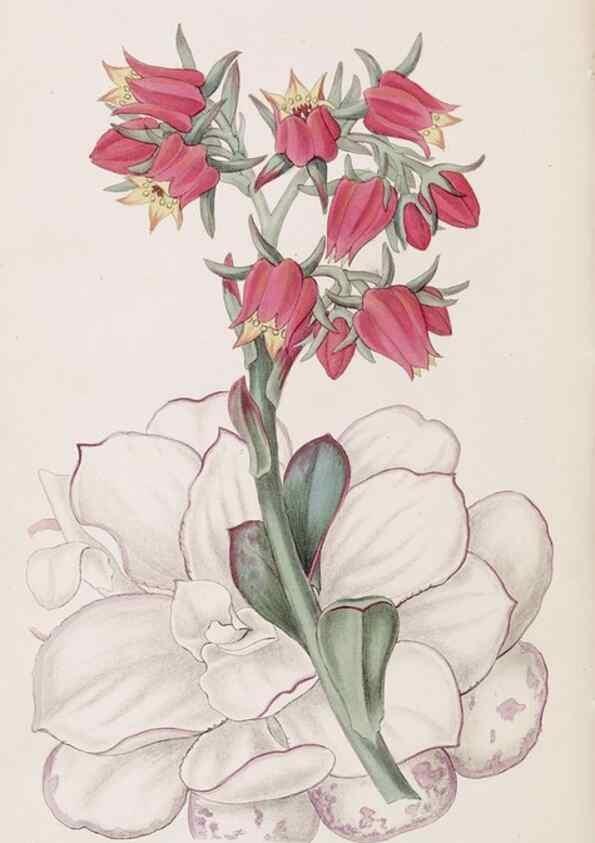 Reproducción/Reproduction 49817774932: Edwards's botanical register.. London :James Ridgway,1829-1847.. 
