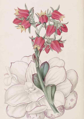 Reproducción/Reproduction 49817774932: Edwards's botanical register.. London :James Ridgway,1829-1847.. 