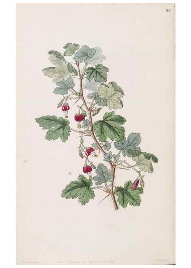 Reproducción/Reproduction 49817774612: Edwards's botanical register.. London :James Ridgway,1829-1847.. 