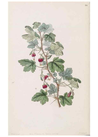 Reproducción/Reproduction 49817774612: Edwards's botanical register.. London :James Ridgway,1829-1847.. 