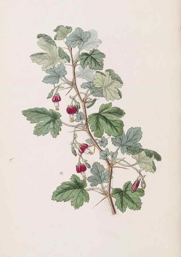 Reproducción/Reproduction 49817774612: Edwards's botanical register.. London :James Ridgway,1829-1847.. 
