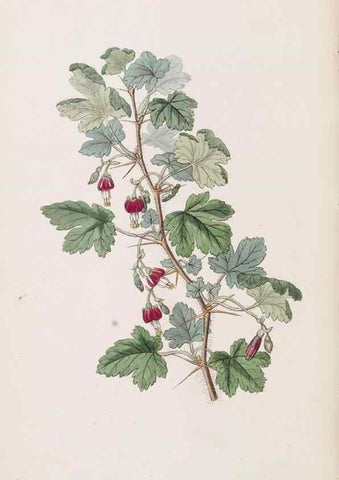 Reproducción/Reproduction 49817774612: Edwards's botanical register.. London :James Ridgway,1829-1847.. 