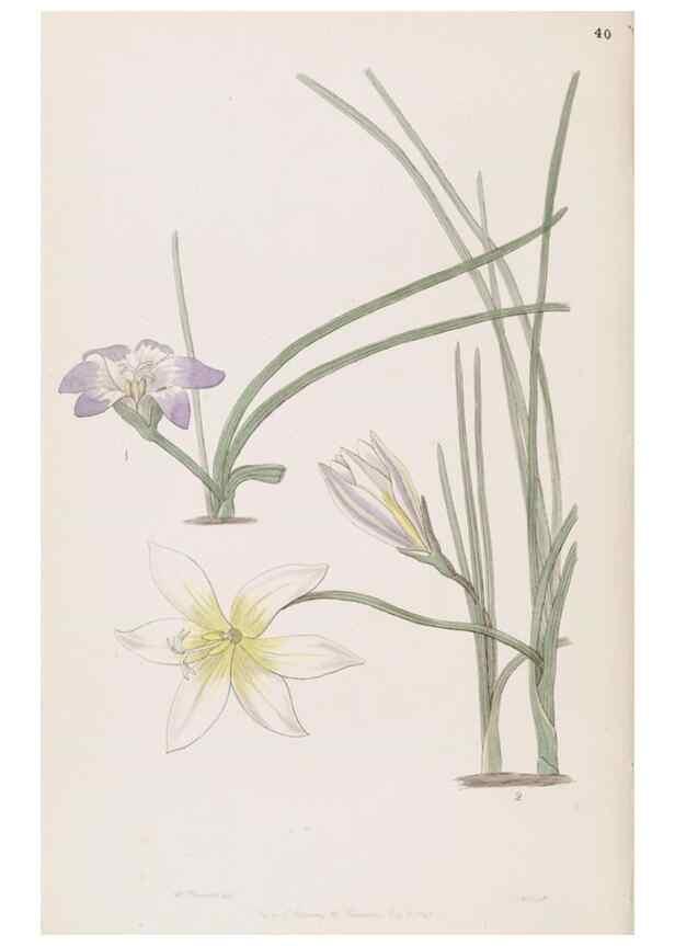 Reproducción/Reproduction 49816927923: Edwards's botanical register.. London :James Ridgway,1829-1847.. 