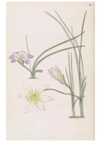 Reproducción/Reproduction 49816927923: Edwards's botanical register.. London :James Ridgway,1829-1847.. 