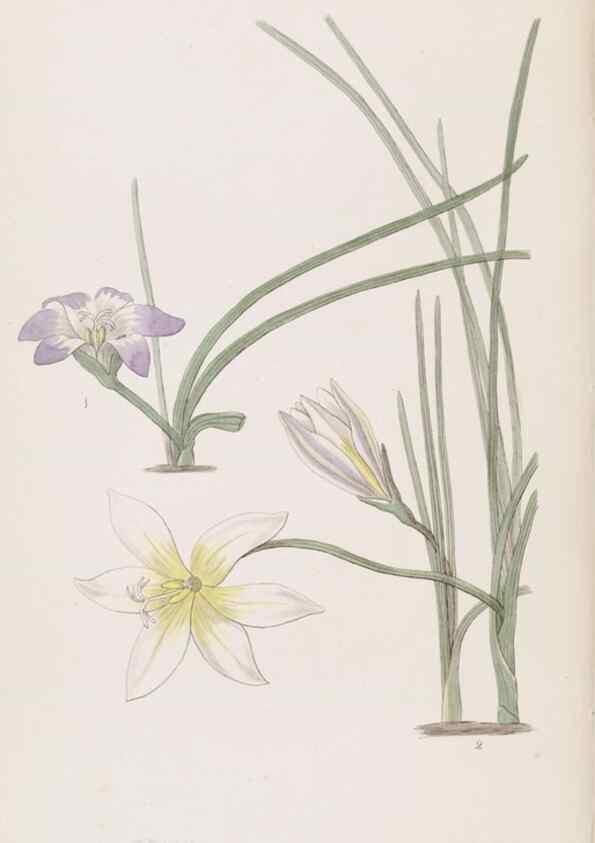 Reproducción/Reproduction 49816927923: Edwards's botanical register.. London :James Ridgway,1829-1847.. 