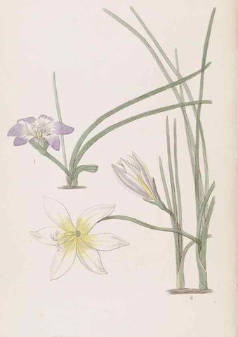 Reproducción/Reproduction 49816927923: Edwards's botanical register.. London :James Ridgway,1829-1847.. 