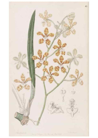 Reproducción/Reproduction 49816928143: Edwards's botanical register.. London :James Ridgway,1829-1847.. 