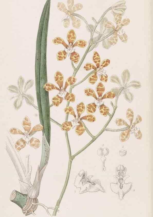 Reproducción/Reproduction 49816928143: Edwards's botanical register.. London :James Ridgway,1829-1847.. 