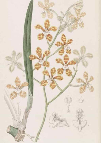 Reproducción/Reproduction 49816928143: Edwards's botanical register.. London :James Ridgway,1829-1847.. 