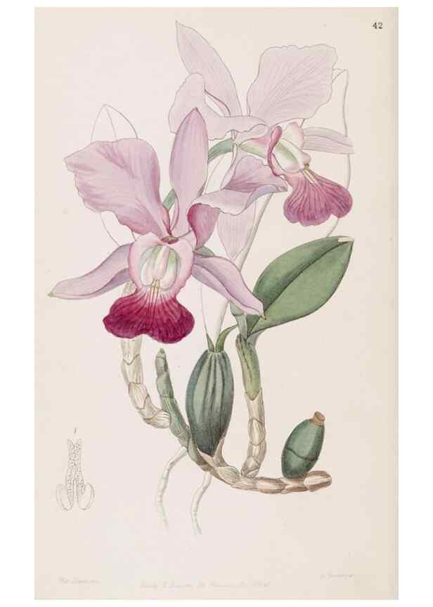 Reproducción/Reproduction 49816928373: Edwards's botanical register.. London :James Ridgway,1829-1847.. 